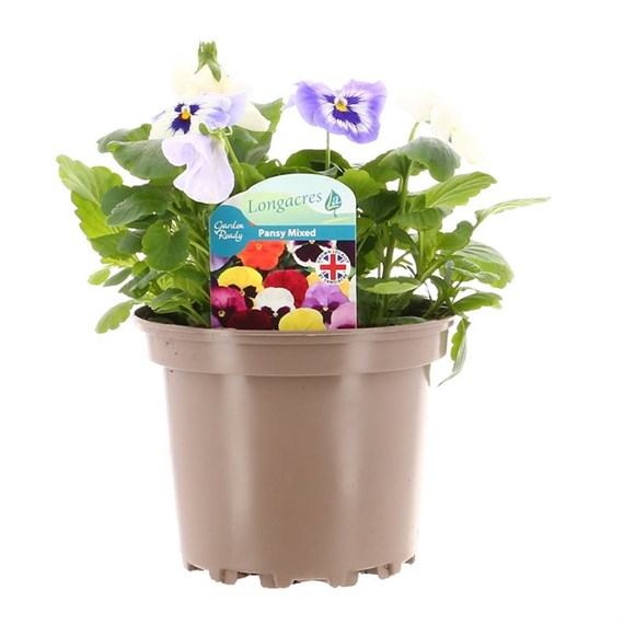 Pansy F1 Light Blue Hybrid 2L Pot Bedding 